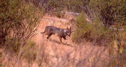 Lobo fotografiado en Sierra Morena en 2006. 