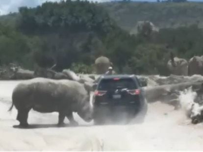 El momento en el que el rinoceronte embiste el coche.
