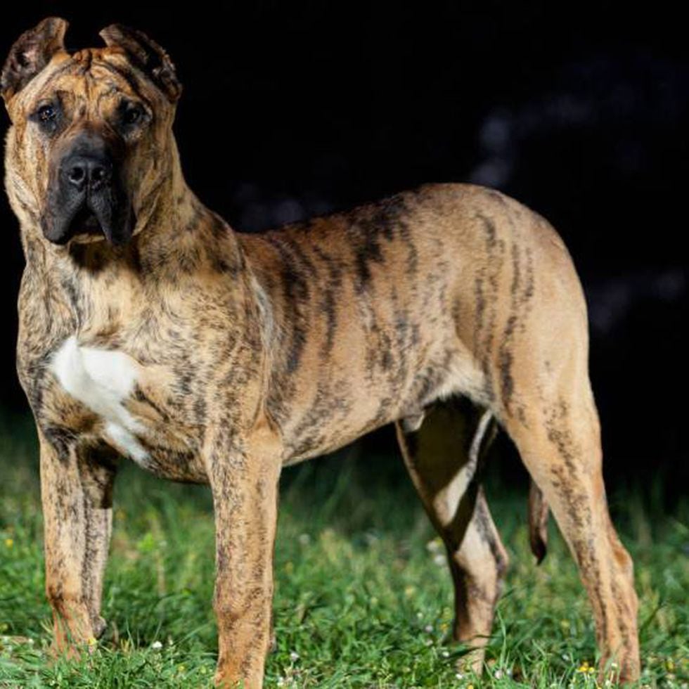 hava Sağlıklı sınırlı  Así es el presa canario, un perro peligroso que ha matado a su dueña en  Madrid | Madrid | EL PAÍS