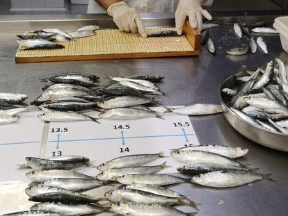 Algunas sardinas analizadas en la investigación de Marta Coll pasan por medición.