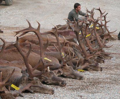 Ciervos abatidos en una cacería, utilizados para un estudio de la Universidad de Extremadura.