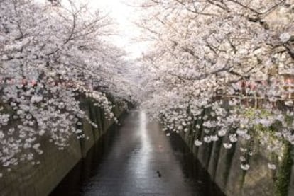 Cerezos en flor en el barrio de Naka-Meguro, en Tokio.