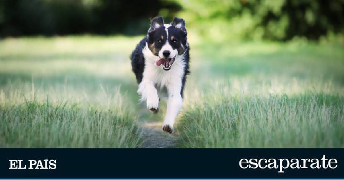 Collar GPS para Perros: ¿Cuándo Comprar y Cómo Funciona?
