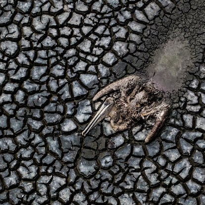 Los restos de un pelícano que se arrastro hasta morir en el lodo  del medio de la laguna Farallón en el municipio de Actopan, veracruz el día 21 de abril de 2021. México enfrenta una sequía histórica en la que según datos oficiales más del 88% del territorio nacional se encuentra en sequía fuerte y el 8 % en sequía extrema. 