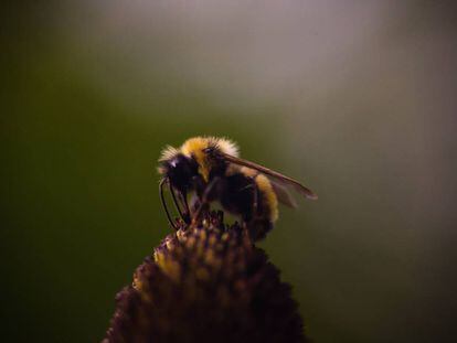 Una abeja posada sobre una flor.