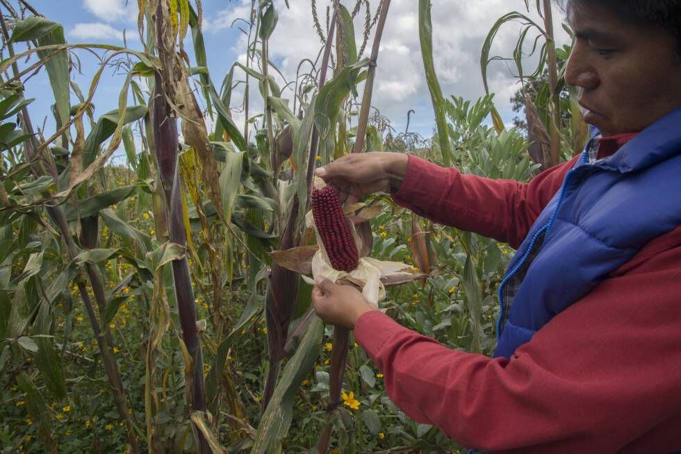 Un agricultor muestra una mazorca de maíz rojo producido con semillas nativas en Milpa Alta, Ciudad de México.