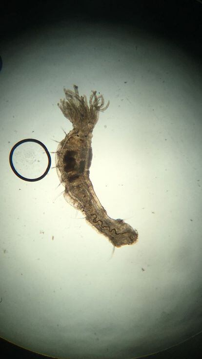 Imagen del gusano hallado en el río Orinoco.