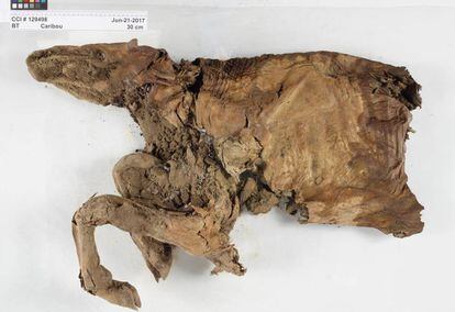 La momia de caribú.