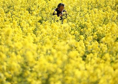 Un hombre mira el monitor de su cámara mientras fotografía flores de colza en Tokio.
