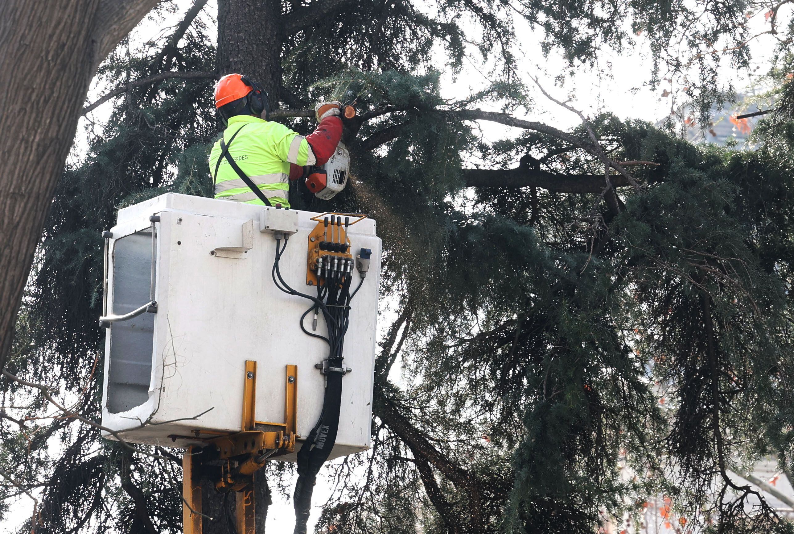 Tala de árboles en los Jardines de Jimena Quirós en Madrid, por las obras de ampliación de la línea 11 de Metro.