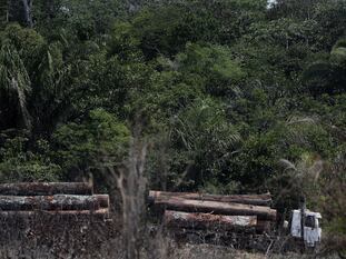 Un camión que transporta madera obtenida ilegalmente en la selva amazónica.