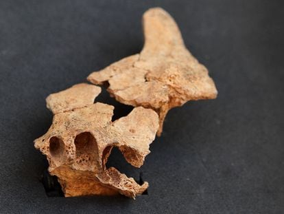 Presentación del descubrimiento de la cara del primer europeo, este viernes en el yacimiento de Atapuerca.