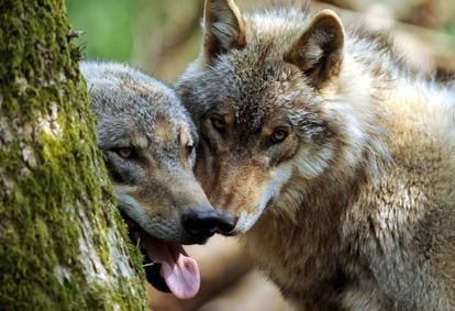 Dos ejemplares jóvenes de lobo se esconden tras un árbol en el parque Doerverden (Alemania).