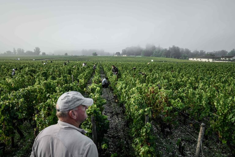 Un viñedo en Burdeos, Francia.