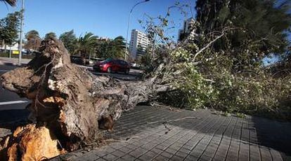Un árbol derribado ayer por el viento muestra sus raíces desnudas en el barrio de Campanar de Valencia.