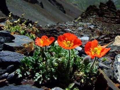 4.500 plantas para unir los Pirineos