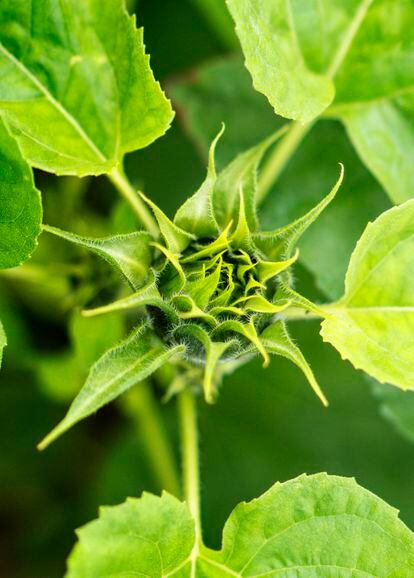 Capullo de girasol que se usa antes de la floración como alcachofa y que tiene importantes propiedades culinarias.