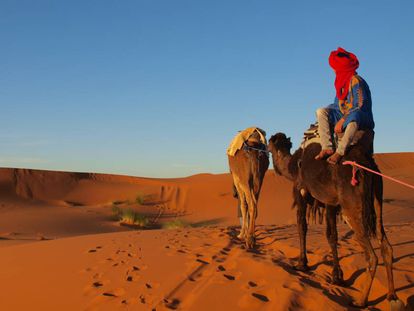 Caravana de camellos en el desierto del Sáhara (Marruecos).