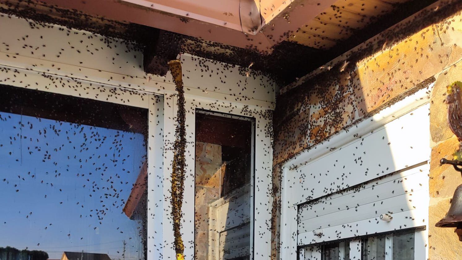 Invasión de moscas en pueblos de Galicia: los investigadores culpan al cambio climático y a las malas prácticas agrícolas