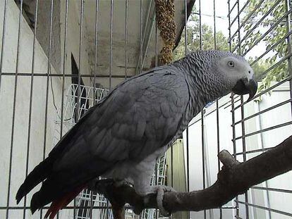 Un loro gris africano en un centro de recuperación de aves en Madrid.