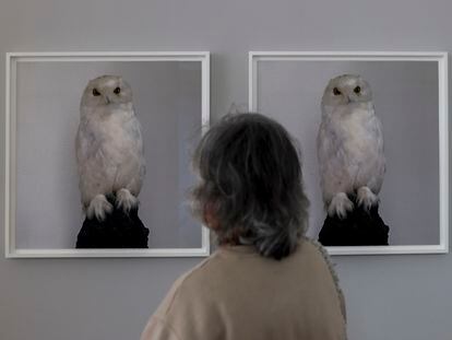 'Dead Owl' (1997), de Roni Horn, en su exposición en el Centro Botín de Santander.