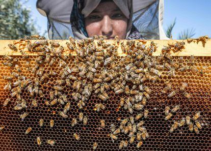 Un apicultor inspecciona el marco de una colmena de su granja de abejas, en la aldea de Khuza'a (Fraja de Gaza). 