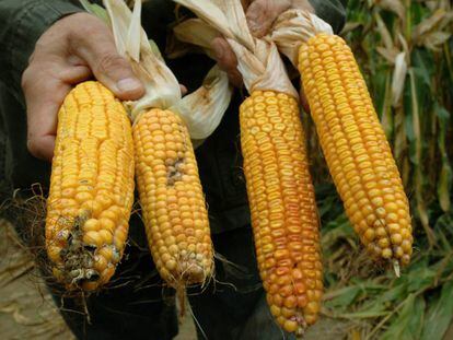 Un agricultor muestra varias mazorcas de ma&iacute;z