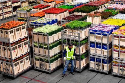 El mercado de flores más grande del mundo se encuentra en la localidad de Aalsmeer (Países Bajos).