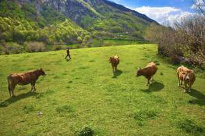 Vacas pastando en parque natural de Somiedo.