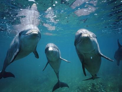 Delfines nariz de botella ('Tursiops truncatus') en Honduras.