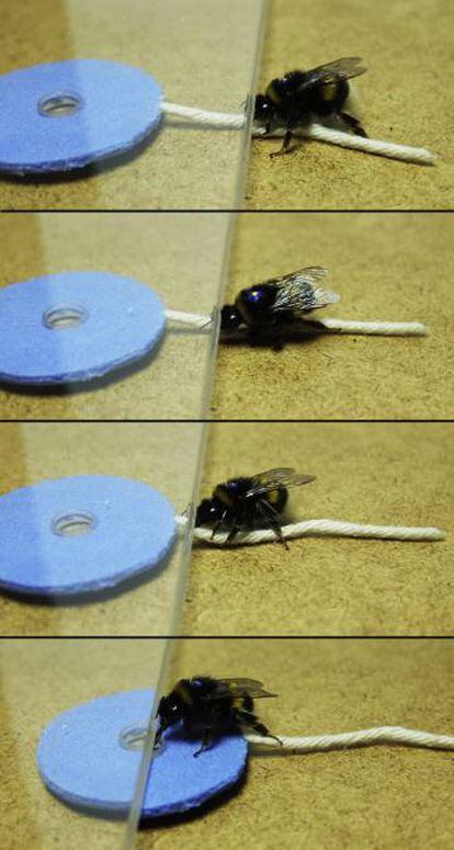Un abejorro tira de la cuerda para conseguir su recompensa.