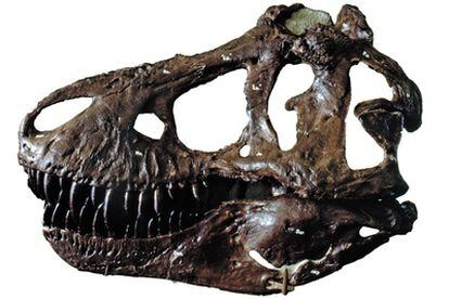 Cráneo de tiranosaurio adulto del Museo Americano de Historia Natural