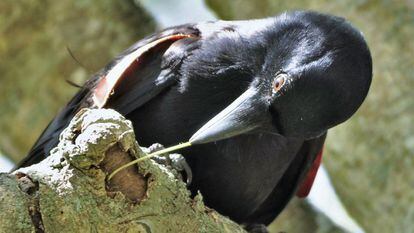 Un cuervo de Nueva Caledonia en estado salvaje utiliza un palo para buscar insectos.