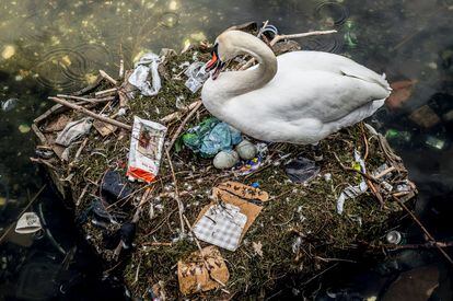 Un cisne anida en un nido hecho de basura y escombros en un lago cerca del Puente de la Reina Luisa en el centro de Copenhague (Dinamarca).