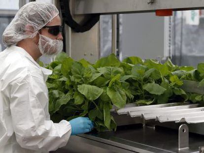 El Zmapp se produce en plantas de tabaco como las de la imagen