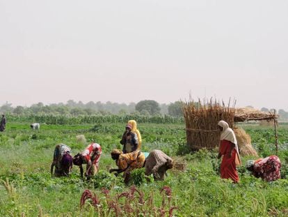 Un grupo de mujeres trabaja en sus cultivos en Gongolon, cerca de Maiduguri (Nigeria).