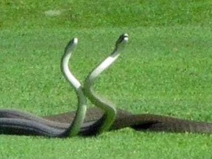 Dos serpientes venenosas luchan en un campo de golf de África