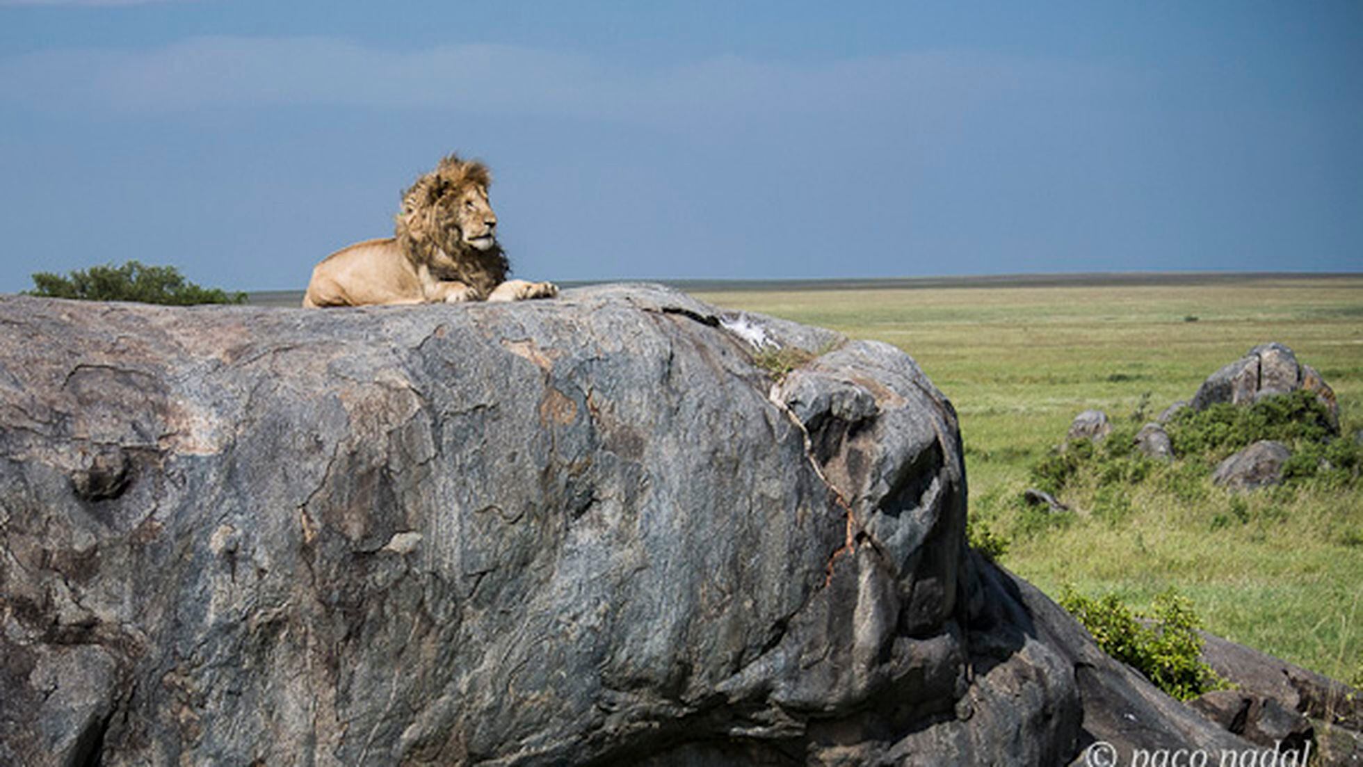 Los turistas salvaron a los leones | El blog de viajes de Paco Nadal | EL  PAÍS