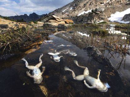Ranas muertas por hongos en el parque nacional King’s Canyon de California en 2004. En vídeo, así es el hongo que está acabando con las ranas.