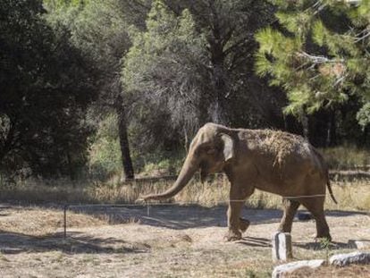 Animalistes denuncien les males condicions en què viu una elefanta a Caldes de Montbui, fet que els seus cuidadors neguen