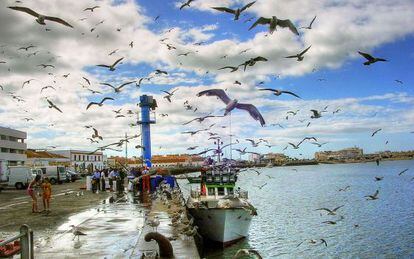 Gaviotas sobrevolando el puerto pesquero de Isla Cristina, en Huelva. 