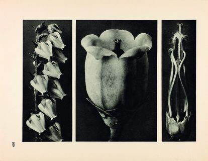 Karl Blossfeldt. Fotograbado del portafolio 'Unformen der Kunst' (Formas originales del arte), 1928. Colección Per Amor a l’Art.