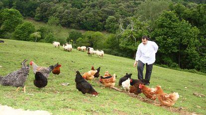 El cocinero Nacho Solana, del restaurante Solana, en Ampuero (Cantabria), alimentando a sus gallinas.