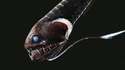 The ultra-black Pacific blackdragon (Idiacanthus antrostomus), among the deep-sea fish found to have a unique arrangement of pigment-packed granules that enables them to absorb nearly all of the light that hits their skin so that as little as 0.05% of that light is reflected back, is seen in this image released in Washington, U.S. July 16, 2020. Karen Osborn/Smithsonian/Handout via REUTERS NO RESALES. NO ARCHIVES. THIS IMAGE HAS BEEN SUPPLIED BY A THIRD PARTY. MANDATORY CREDIT