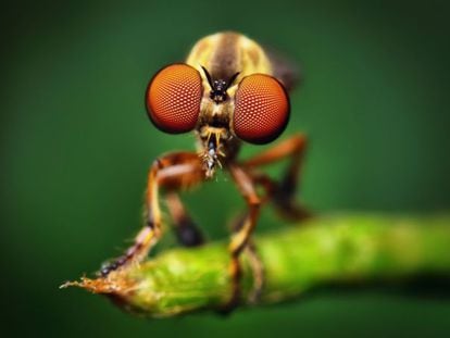 Una revisión de estudios confirma que los insectos. cuentan con los mecanismos necesarios para padecer dolor. En la imagen, un ejemplar de 'Holcocephala fusca', alias mosca asesina.