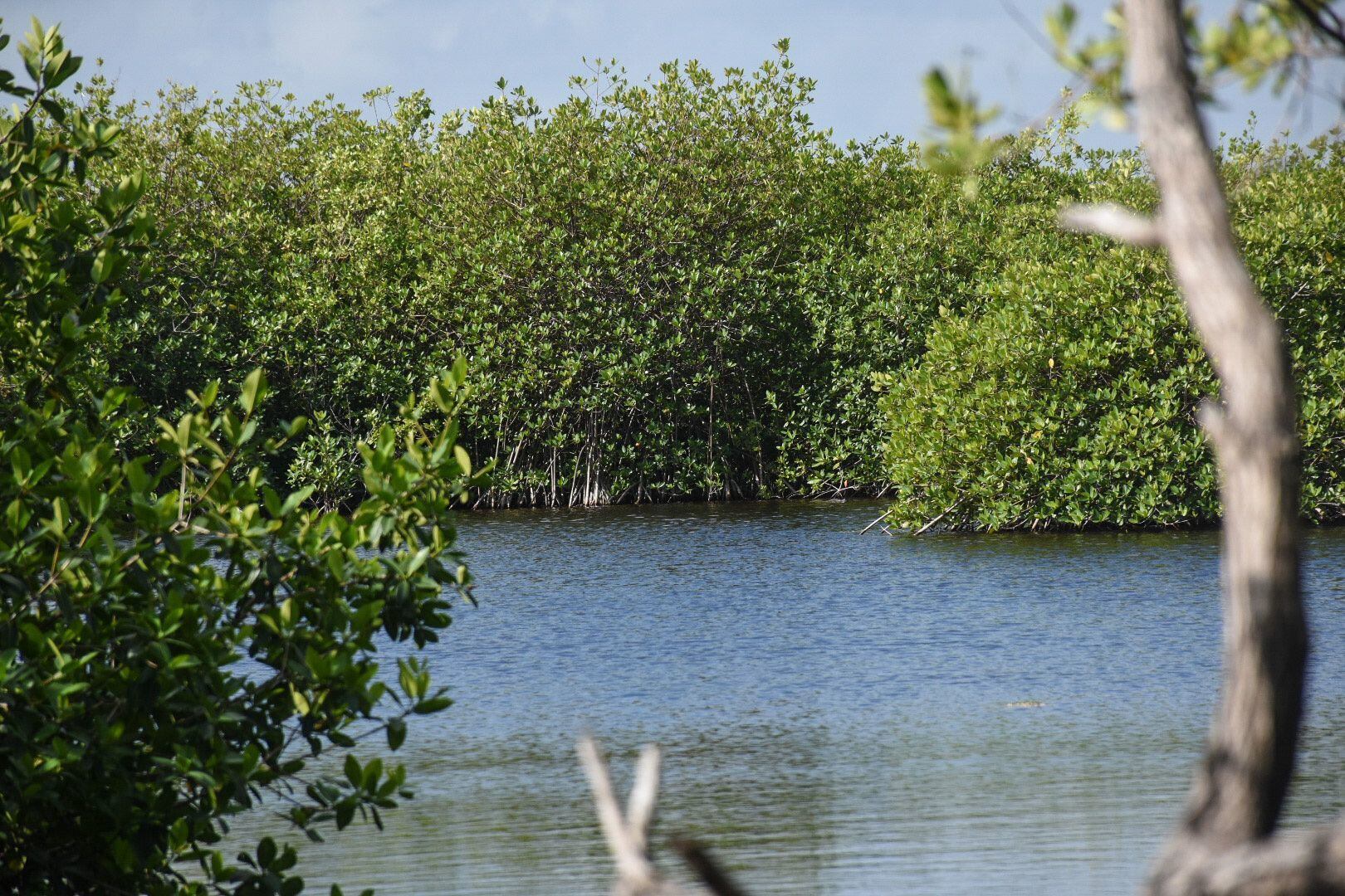 Un manglar en Puerto Morelos, protegido por CONABIO.