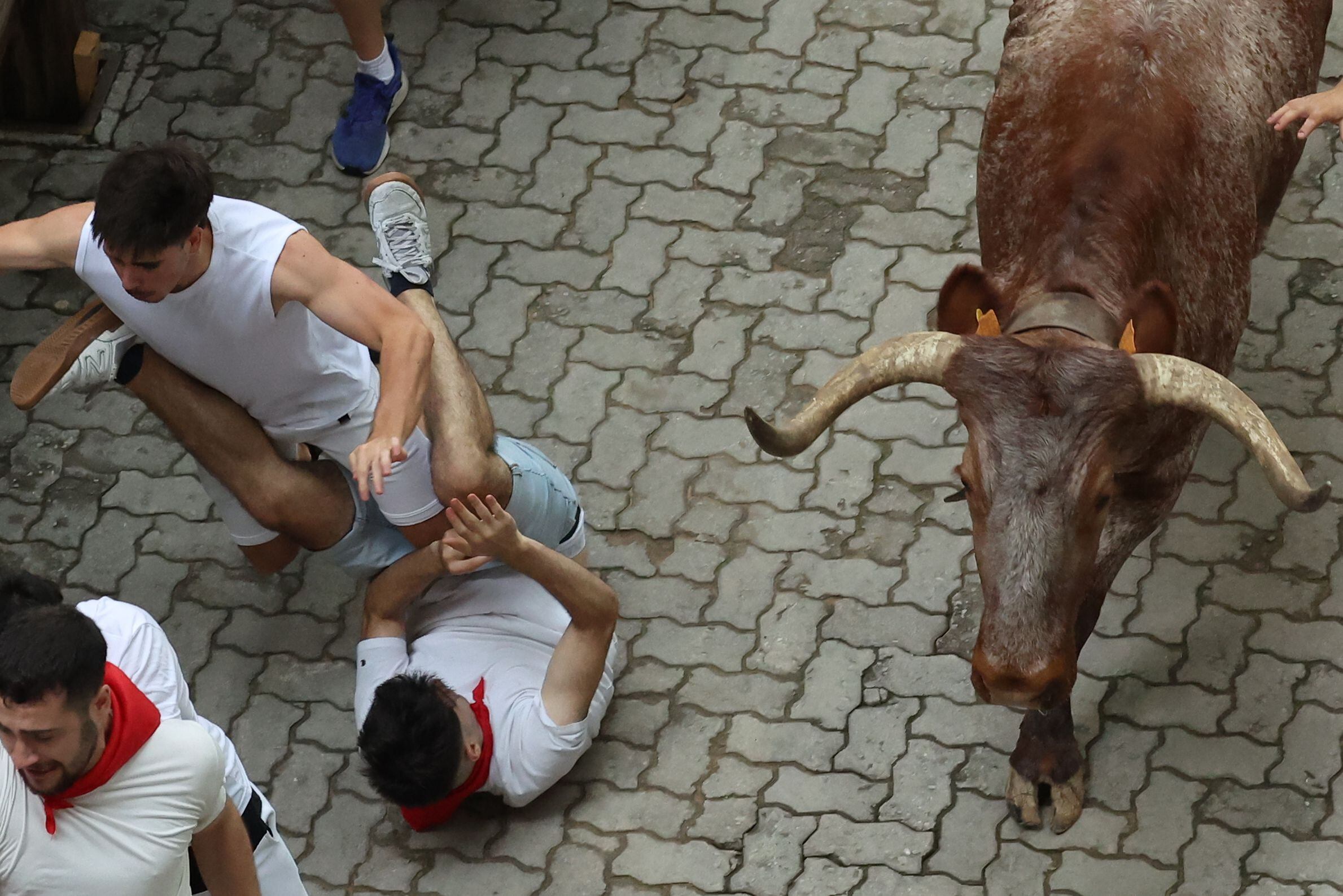 Dos mozos se tropiezan al paso de uno de los cabestros de la ganadería de Núñez del Cuvillo.