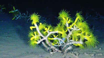 Corall groc al mar Mediterrani.