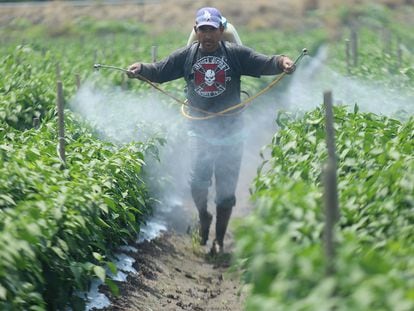 Un hombre fumiga una plantación en Michoacán.