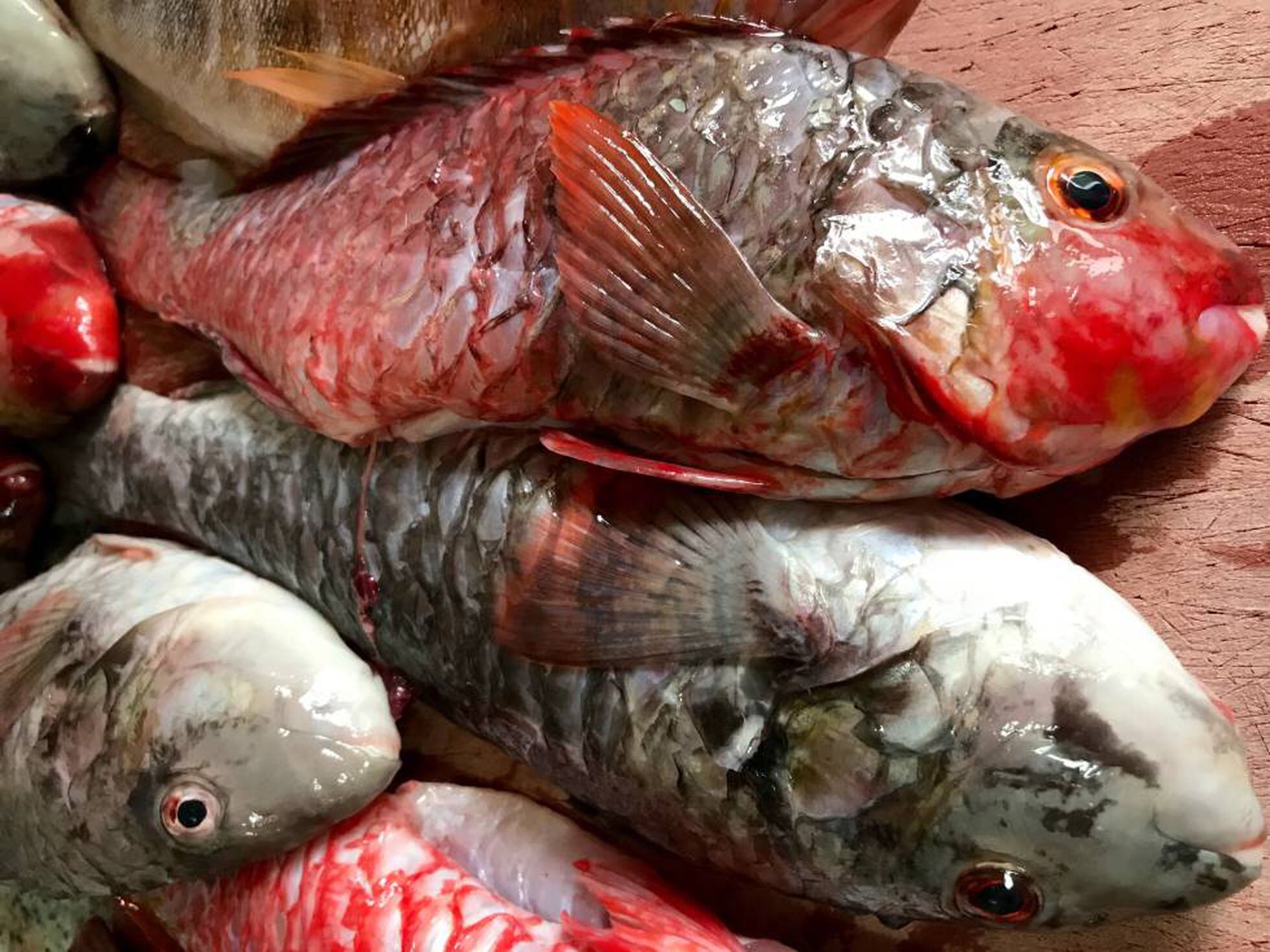 Las suculentas viejas guisadas con “fuagrás” marino de El Drago